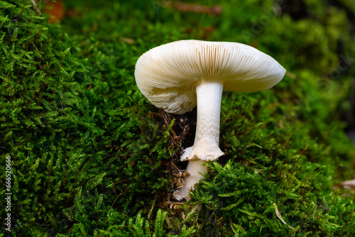 False death cap or citron amanita (Amanita citrin) is a basidiomycotic mushroom with pale yellow white cap, stem, ring, volva and gills. Inedible fungus from below in a forest in Sauerland, Germany. photo