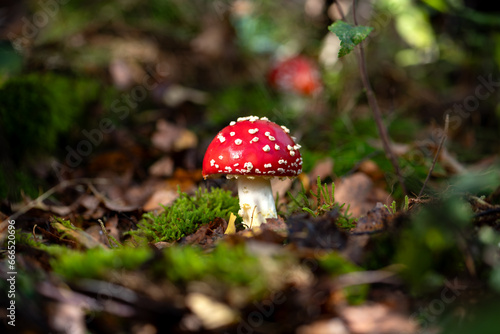 Amanita muscaria or “fly agaric“ is a red and white spotted poisonous toadstool mushroom growing in the undergrowth of a forest in Sauerland Germany. Fresh fruit bodies coming up in October, close up.