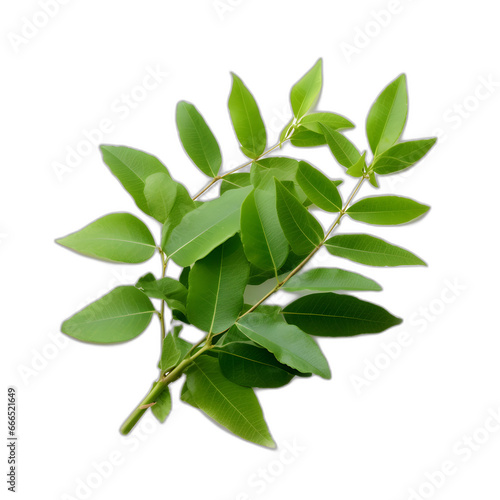 Curry leaves isolated on transparent or white background