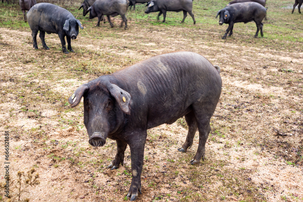 Fototapeta premium Iberian pig in its element: Life on the farm.