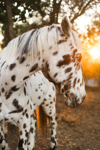 Caballo blanco con el destello del sol al atardecer