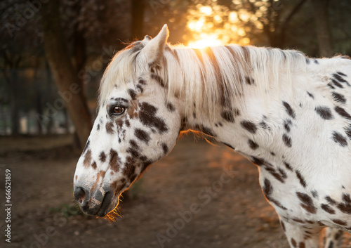 Caballo blanco con el sol al atardecer de fondo