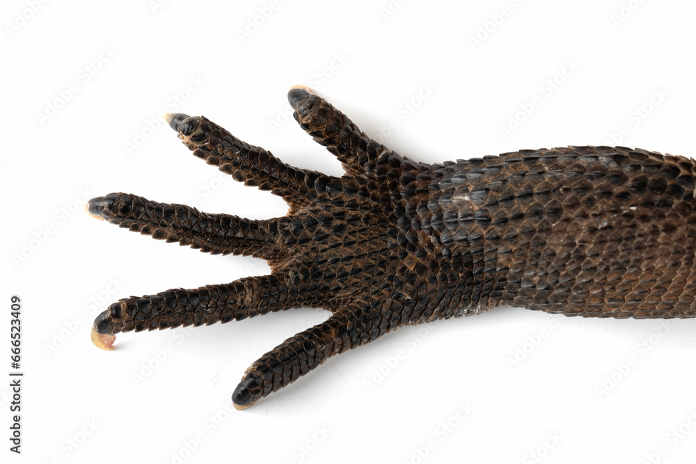 The front foot of Indonesian Giant Sailfin Dragon (Hydrosaurus microlophus). The species native to south Sulawesi Indonesia. It is the heaviest and longest species of sailfin lizard. The front foot of Indonesian Giant Sailfin Dragon (Hydrosaurus microlophus). The species native to south Sulawesi Indonesia. It is the heaviest and longest species of sailfin lizard.