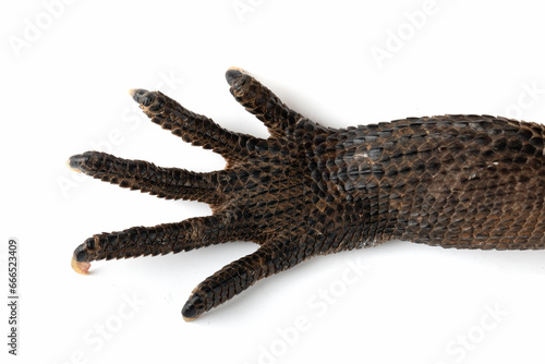 The front foot of Indonesian Giant Sailfin Dragon  Hydrosaurus microlophus . The species native to south Sulawesi Indonesia. It is the heaviest and longest species of sailfin lizard.
