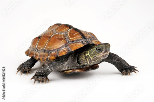 Chinese pond turtle // Chinesische Dreikielschildkröte (Mauremys reevesii)