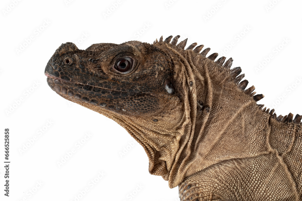 Obraz premium The closeup head of Indonesian Giant Sailfin Dragon (Hydrosaurus microlophus). The species is native to south Sulawesi Indonesia. It is the heaviest and longest species of sailfin lizard.
