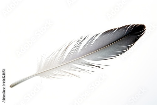 Bird s feather on white background