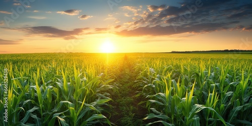 sunrise over corn fields