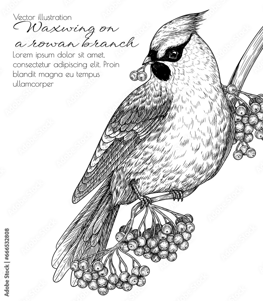 Fototapeta premium Vector illustration of a waxwing on a winter rowan branch in engraving style