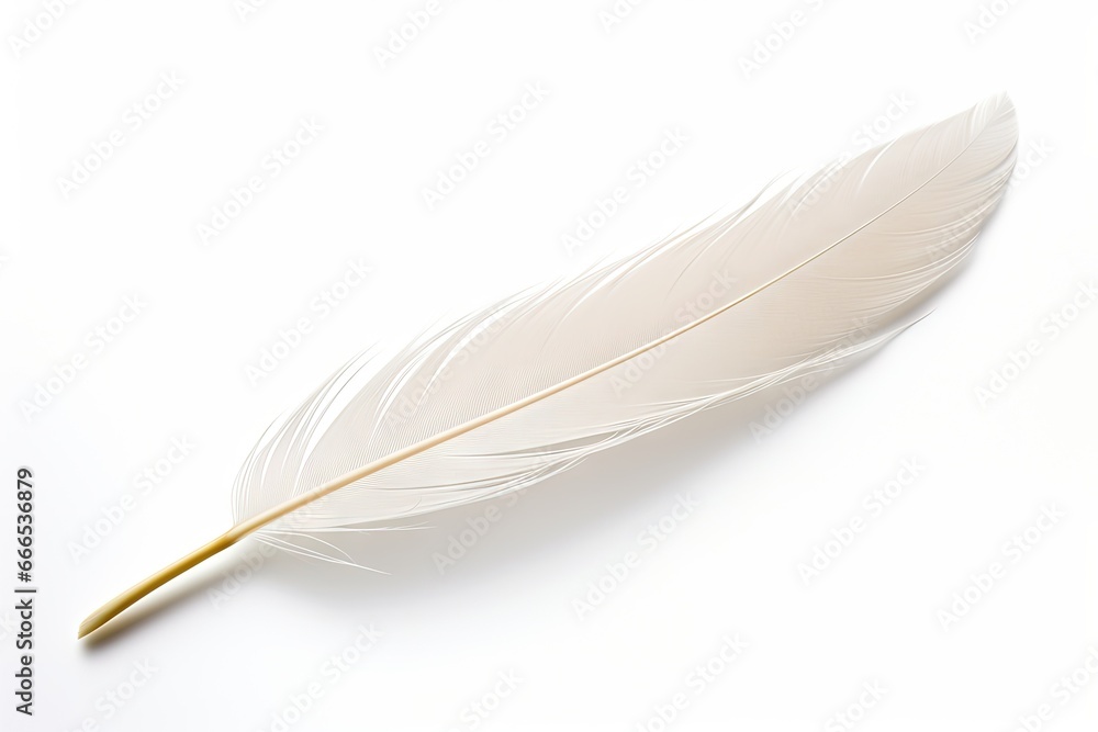 white background with feather white background with feather