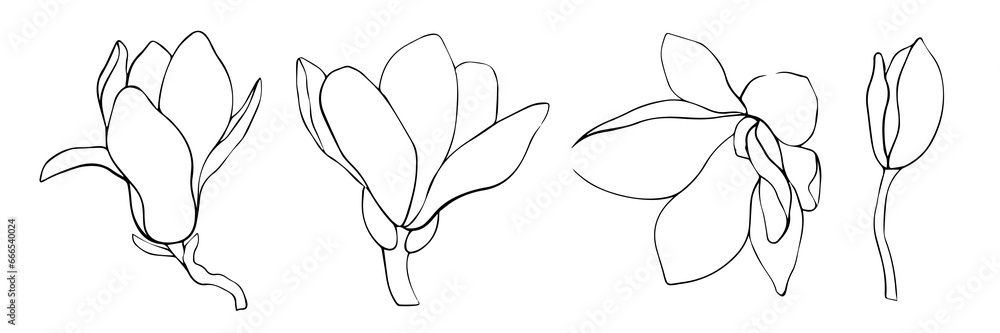 Set of line art drawings of magnolia buds. Flowers illustration. Hand drawn. Set of line art drawings of magnolia buds. Flowers illustration. Hand drawn.