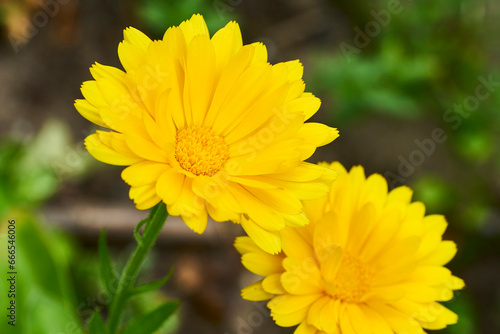 Fotografie Nahaufnahme einer gelben Ringelblume und einer weiteren unscharfen Blüte