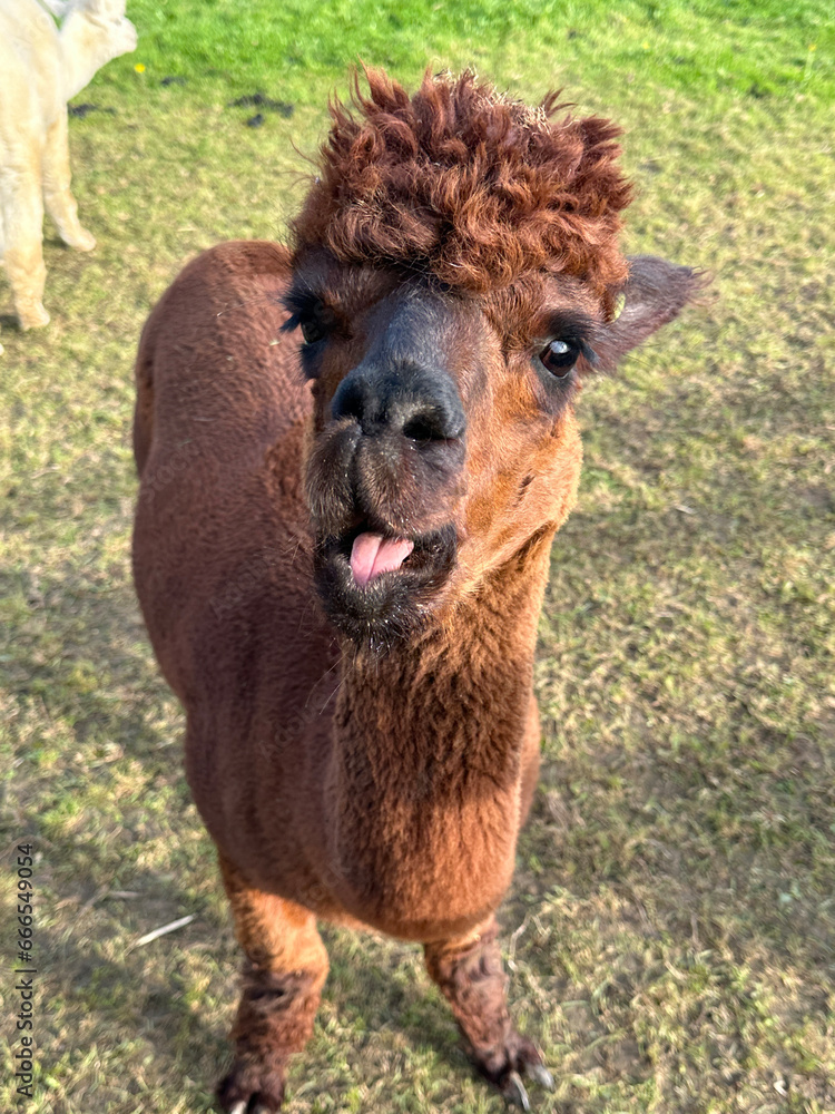 Adorable Huacaya alpaca in a field