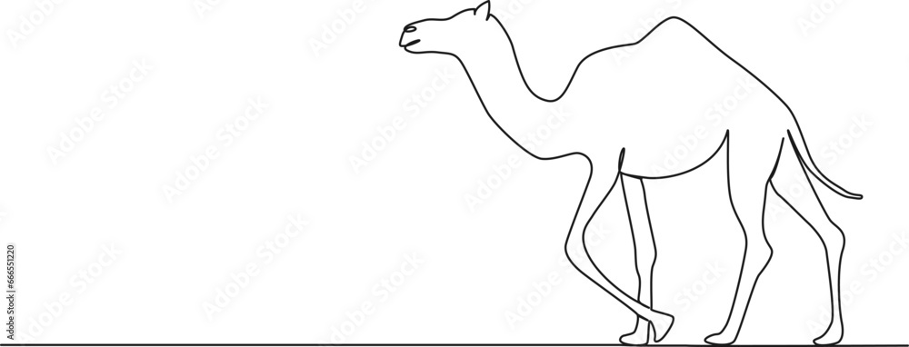 continuous single line drawing of camel, dromedary line art vector illustration