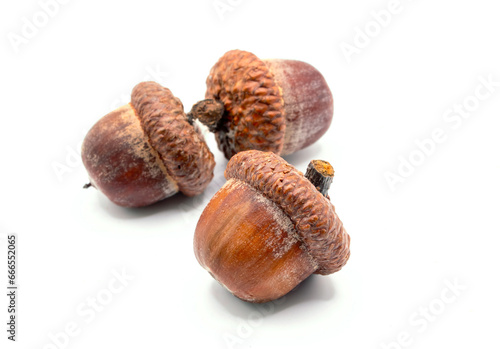 Oak acorns on white background