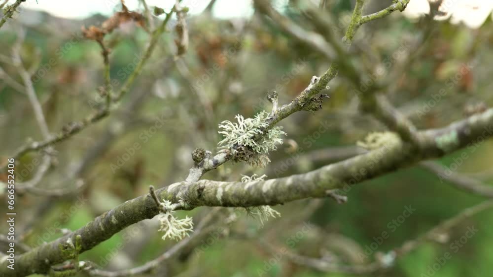 Oakmoss on a tree twig in autumn. Foliose lichen. Evernia prunastri Oakmoss on a tree twig in autumn. Foliose lichen. Evernia prunastri