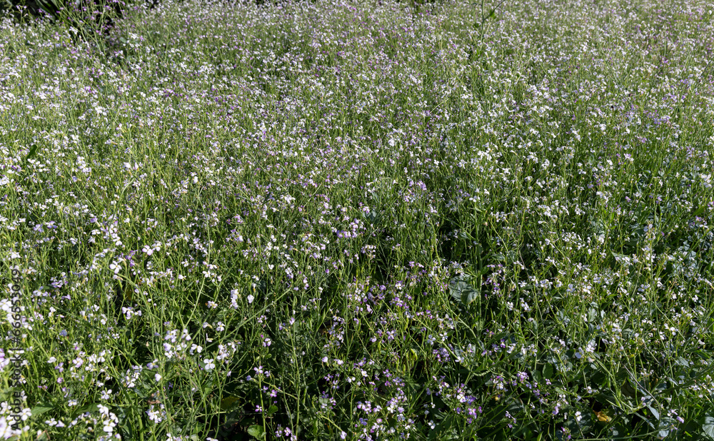 agricultural flowers used as honey plants to produce honey agricultural flowers used as honey plants to produce honey