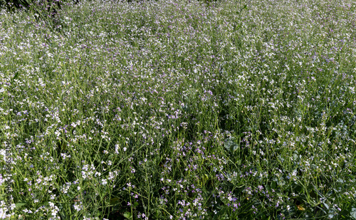 agricultural flowers used as honey plants to produce honey