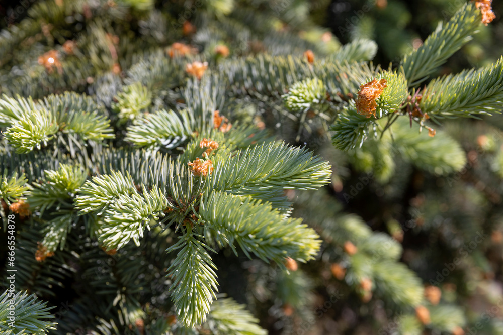 green needles of the spruce tree in the spring season green needles of the spruce tree in the spring season