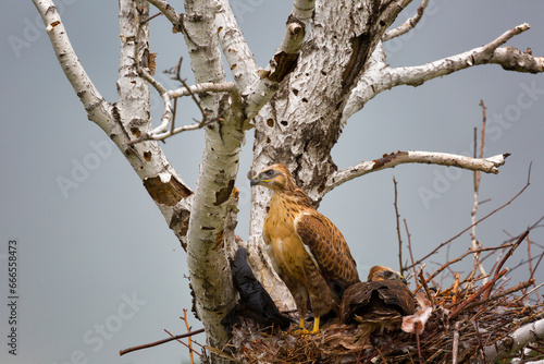 Grown-up buzzard chicks in the nest © Shchipkova Elena