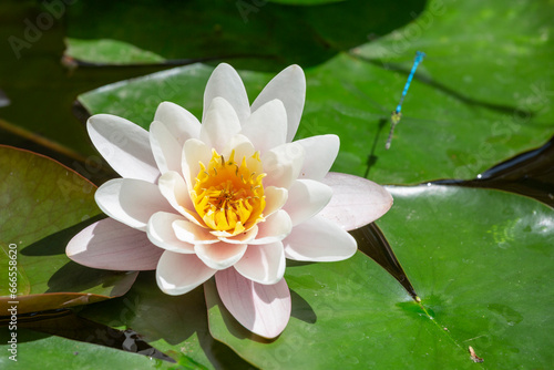 Pink water lily close up