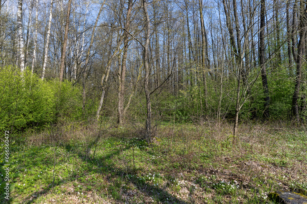 the first spring flowers of anemone are white in a mixed forest the first spring flowers of anemone are white in a mixed forest