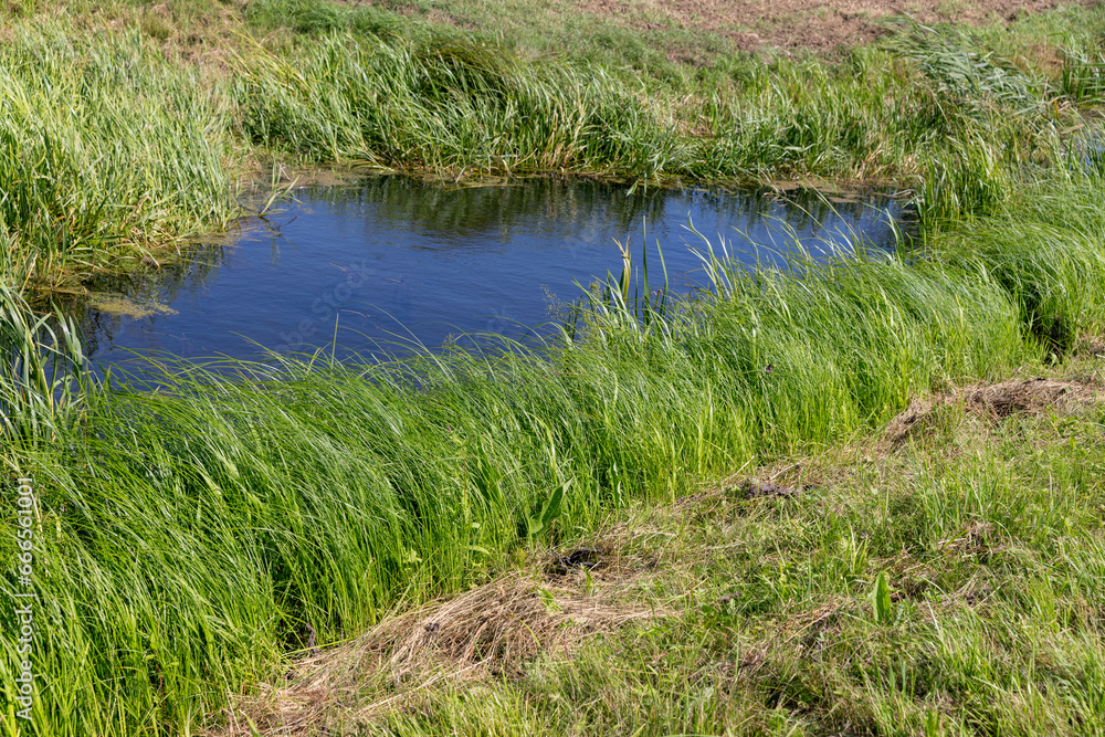 close-up of an overgrown swamp in sunny weather close-up of an overgrown swamp in sunny weather