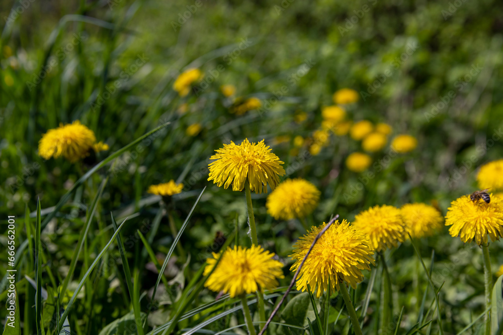 yellow spring dandelions blooming in the field yellow spring dandelions blooming in the field