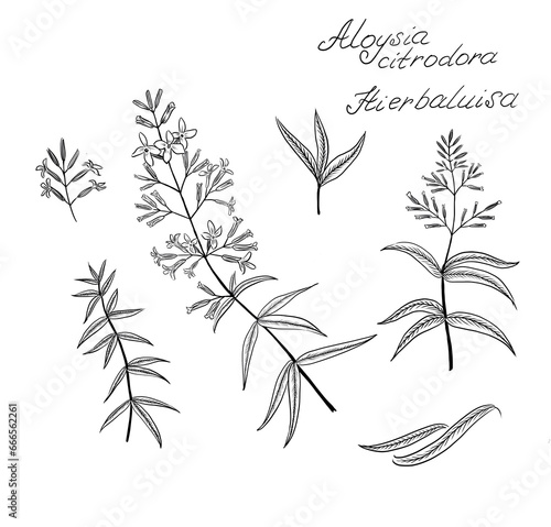 Hierbaluisa, Aloysia citrodora, Lippia citriodora, Verbena triphylla,  lemon verbena - species of flowering plant in the verbena family Verbenaceae, culinary and medicinal use, lemon flavor  photo