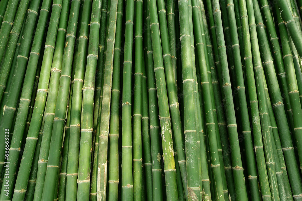 Fototapeta premium Bamboo plant pattern for nature background.