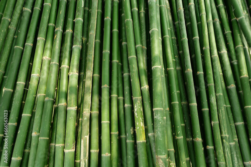 Bamboo plant pattern for nature background.