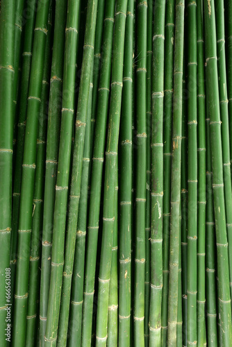Fototapeta Naklejka Na Ścianę i Meble -  Bamboo plant pattern for nature background.