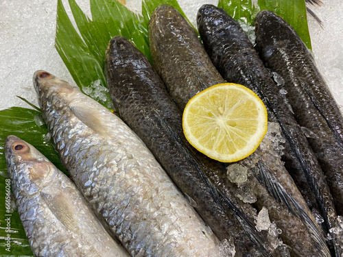 Channa striata, or the striped snakehead, or ikan gabus, or mudfish, for sale on the ice pile on supermarket chiller photo