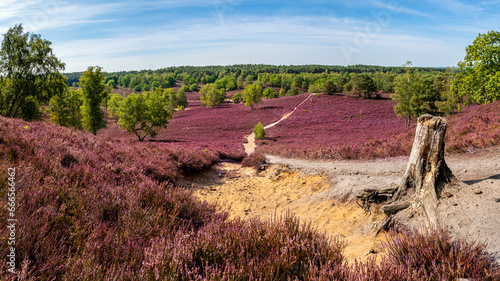Panoramic beauty of Fischbektal valley during heather blossom, showcasing a tree stump at the edge of a sandy hiking trail, leading towards a distant forest, a perfect retreat for nature enthusiasts.