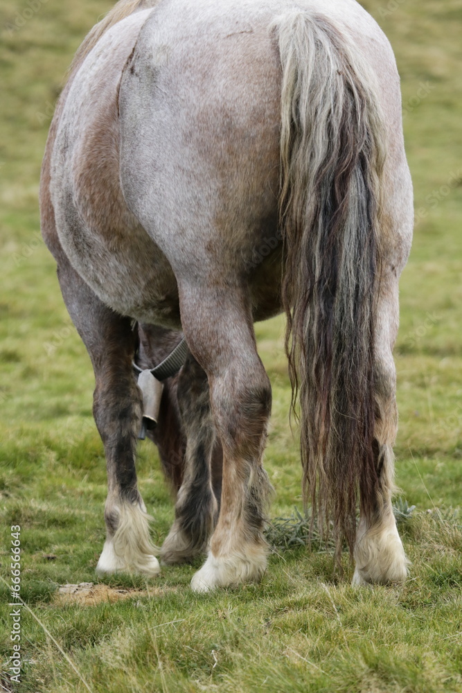 Cheval & brebis - Pyrénées Cheval & brebis - Pyrénées