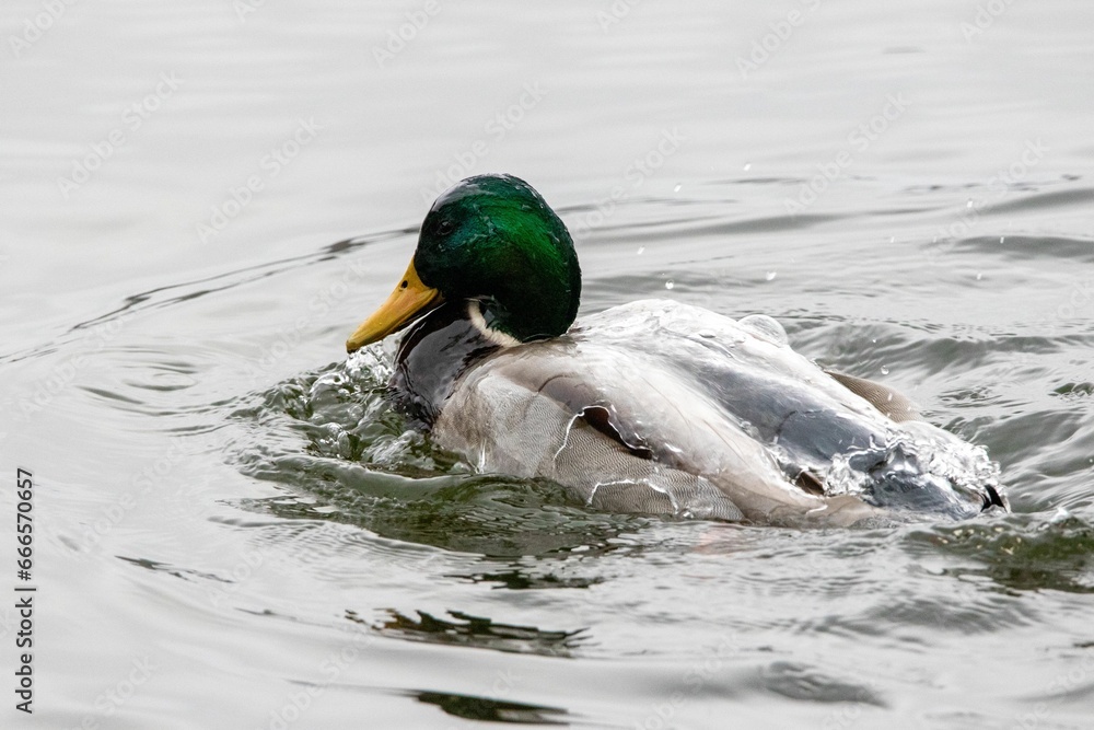 Ταπετσαρία a duck swimming across a large body of water on top of a lake