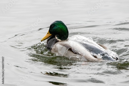 Photos a duck swimming across a large body of water on top of a lake