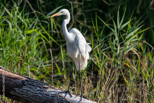 a large white bird standing in some brush near a log
