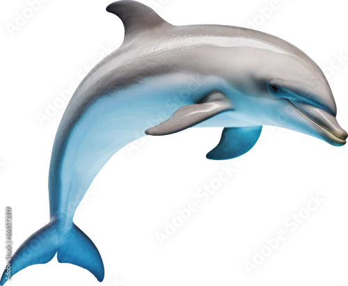 Obraz dolphin transparent background PNG clipart