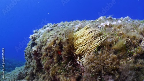 Mediterranean Sea Anemone (Snakelocks Anemone, Anemonia Viridis). Slow motion