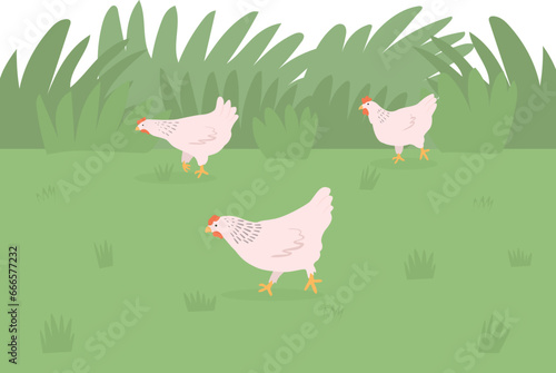 Chicks walking on the meadow. Poultry farming 