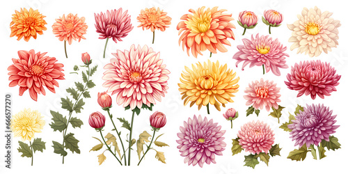 Arrangement of dainty colorful chrysanthemum blossoms  budding flowers  and foliage set against transparent background  extracted floral garden. Generative AI