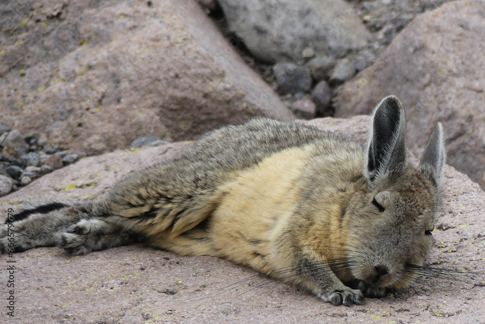 Naklejka premium Southern viscacha (Lagidium viscacia) sleeping on a rock at the Andes