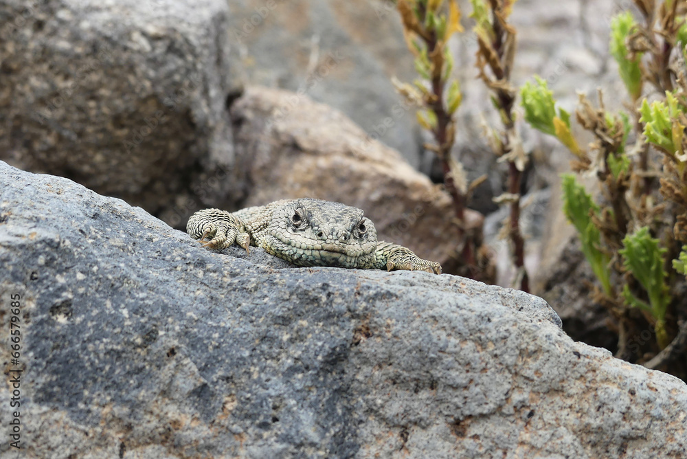 Obraz premium Liolaemus jamesi (Jame's tree iguana) basking on a rock in the Andes.