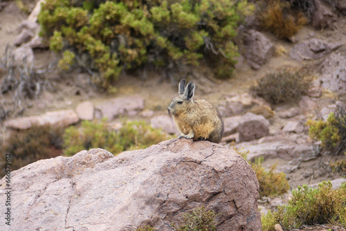 Southern viscacha (Lagidium viscacia) on rocks at the Andes photo