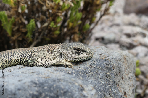 Liolaemus jamesi (Jame's tree iguana) basking on a rock in the Andes. photo