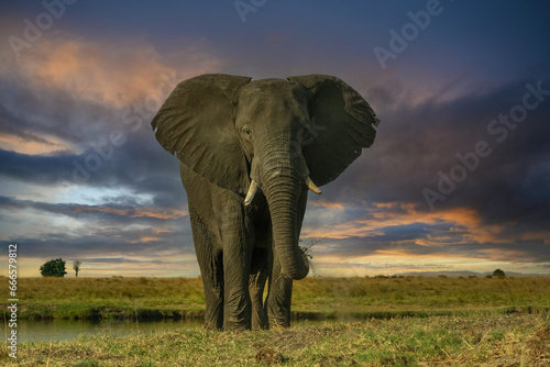 Elephant at Sunset On The Chobe River
