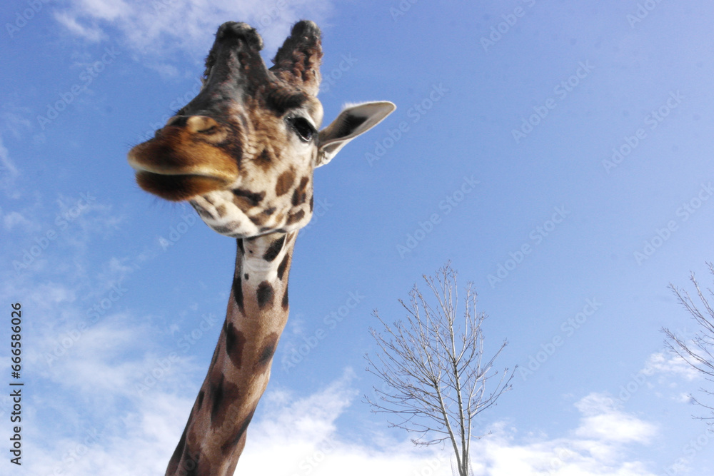 Fototapeta premium A giraffe's long, thin neck looks like a snake from below, its large, pointed head like an alien. Wide-eyed, as if surprised by this angle