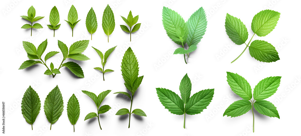 A collection of fresh green mint leaves, twigs, and tips in various positions isolated on a clear background, suitable for use in cooking, food, cocktails, tea, or essential oil designs. Generative AI - obrazy, fototapety, plakaty 