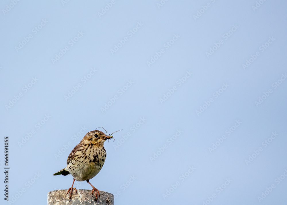 Fototapeta premium Meadow Pipit (Anthus pratensis) spotted in Dublin, Ireland